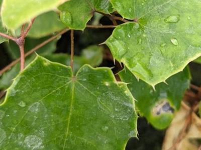 Epimedium  'Amber Queen' PBR