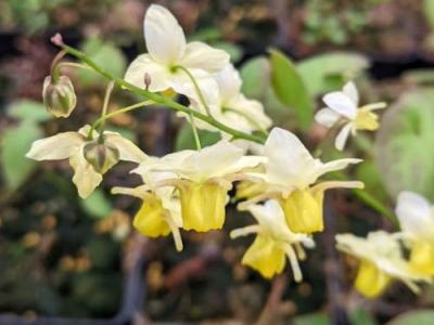 Epimedium vers.  (x) 'Sulphureum'