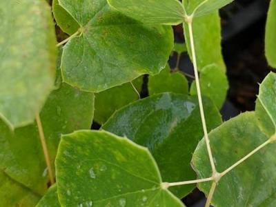 Epimedium warleyense