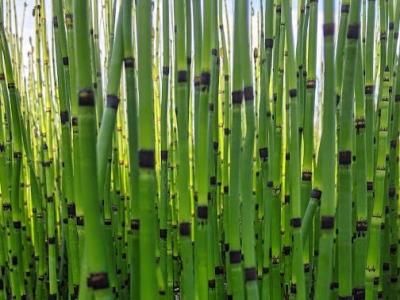 Equisetum japonicum