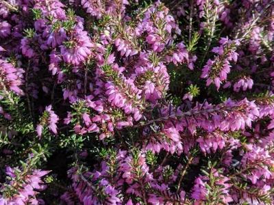 Erica carnea 'December Red'