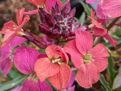 Erysimum 'Constant Cheer'