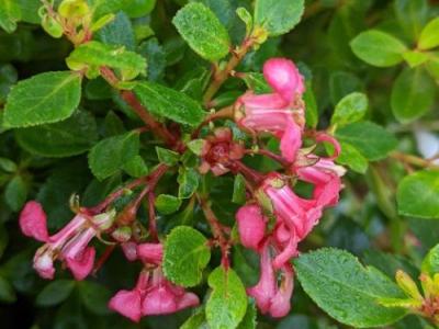 Escallonia 'Red Dream'