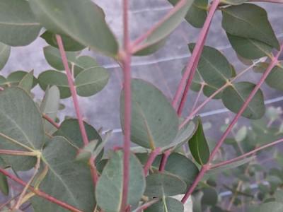 Eucalyptus dalrympleana