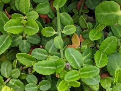 Euonymus fortunei 'Minimus'