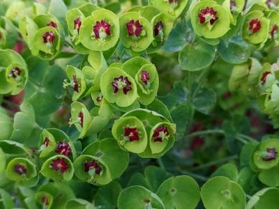 Euphorbia martinii (x)