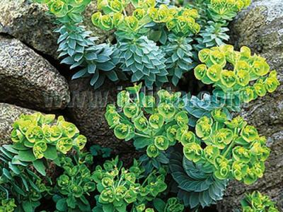 Euphorbia myrsinitis