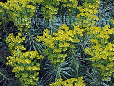 Euphorbia characias ssp. wulfenii