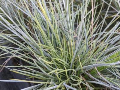 Festuca glauca 'Elijah Blue'