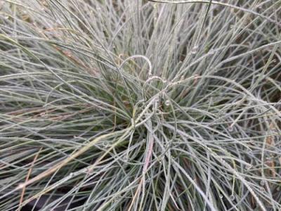 Festuca glauca