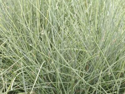 Festuca valesiaca 'Glaucantha'