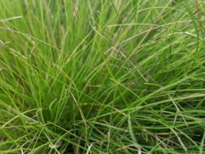 Festuca 'Walberla'