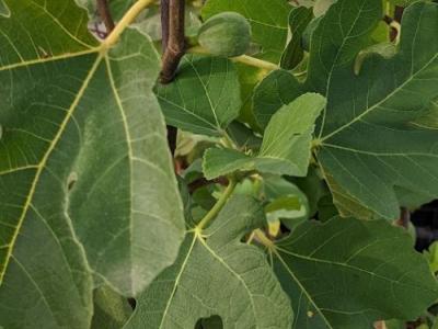 Ficus carica 'Brown Turkey'