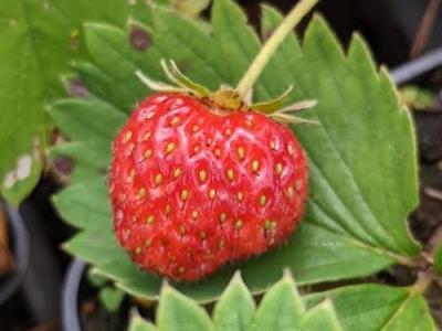 Fragaria moschata 'Mara des bois'