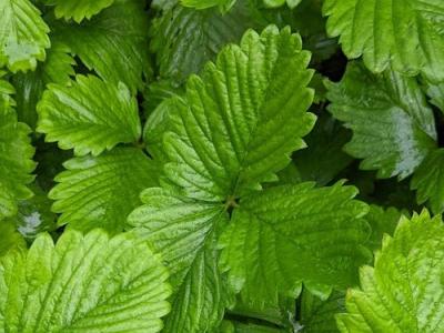 Fragaria moschata