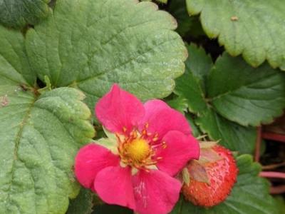 Fragaria ana. 'Toscana'