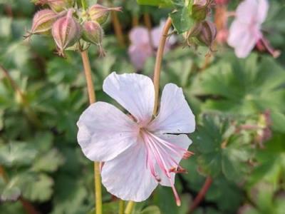 Geranium cantabrigiense 'Biokovo'