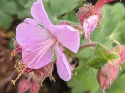 Geranium macrorrhizum 'Ingwersen's Variety'