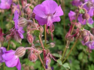 Geranium cantabrigiense 'Karmina'