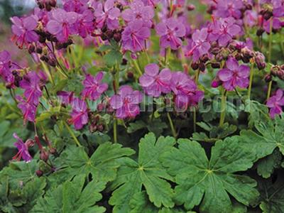 Geranium macrorrhizum