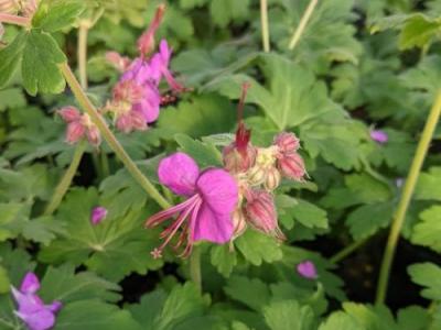 Geranium macrorrhizum 'Bevan's Variety'