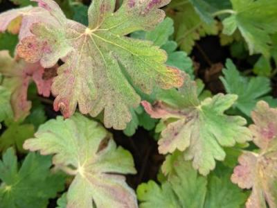 Geranium macrorrhizum 'Spessart