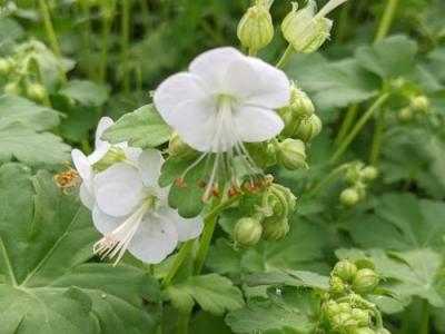 Geranium macrorrhizum 'White Ness'