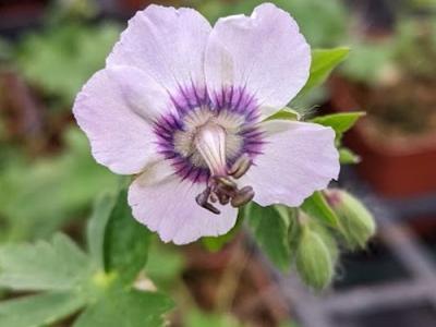 Geranium phaeum 'Wendy's Blush'