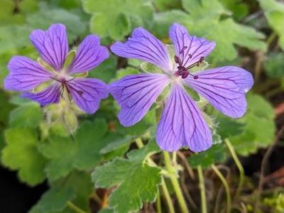 Geranium renardii 'Philippe Vapelle'