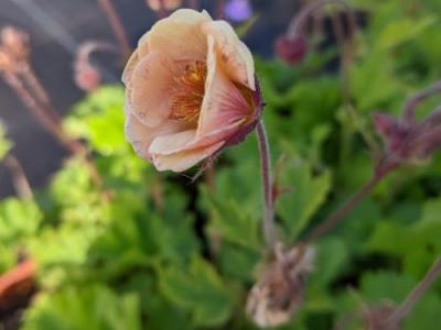 Geum 'Alabama Slammer' PBR