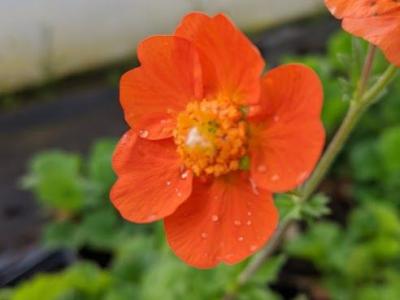 Geum 'Borisii'  (coccineum)