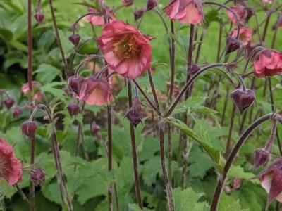 Geum 'Flames of Passion'