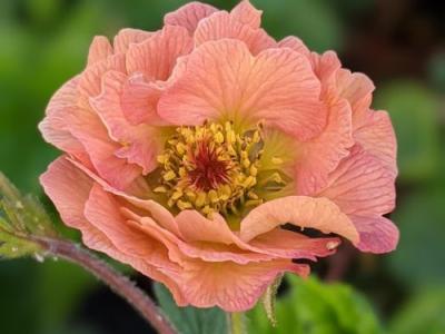 Geum 'Mai Tai' PBR (rivale)