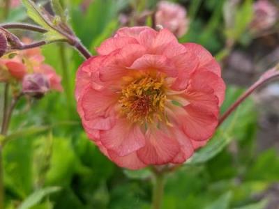 Geum 'Salmon Delight'