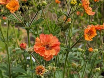 Geum 'Totally Tangerine' PBR