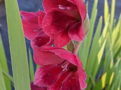 Gladiolus  papilio 'Ruby'