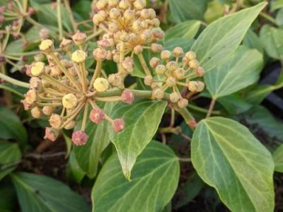 Hedera colchicum 'Arborescens'