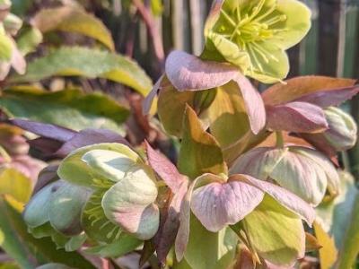 Helleborus argutifolius