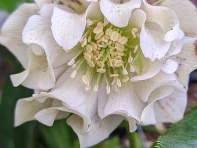 Helleborus ori.  'Double Ellen White' ®