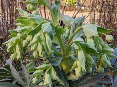 Helleborus foetidus