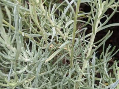 Helichrysum  italicum curryplant