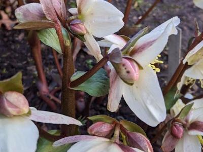 Helleborus nigercors 'Emma' PBR