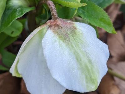 Helleborus ori.  'Pretty Ellen White'