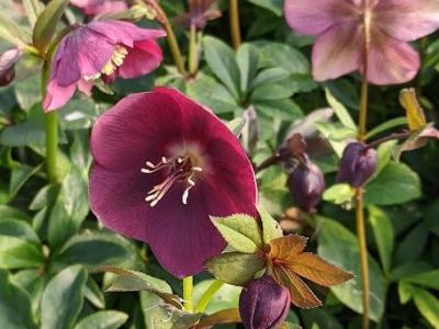 Helleborus ori.  'Pretty Ellen Red'