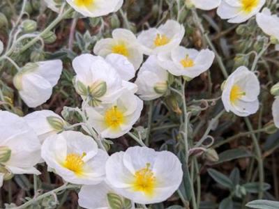 Helianthemum 'The Bride' (Snow Queen)