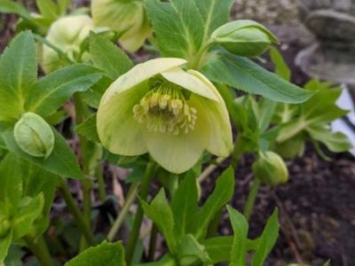 Helleborus ori.  'Yellow Lady'