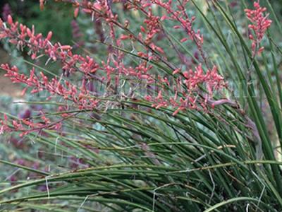 Hesperaloe parviflora