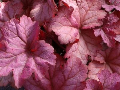 Heuchera 'Berry Smoothie' PBR