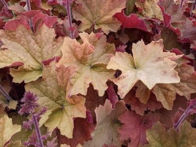 Heuchera 'Caramel' PBR