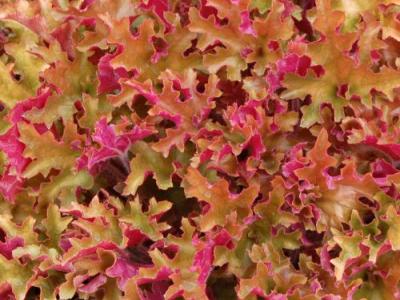 Heuchera 'Marmelade' PBR